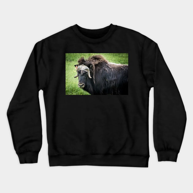 North American Wildlife - Bull Musk Ox Crewneck Sweatshirt by 3QuartersToday